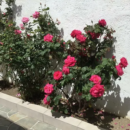 Lemonia Holiday home Kastron (Sifnos)